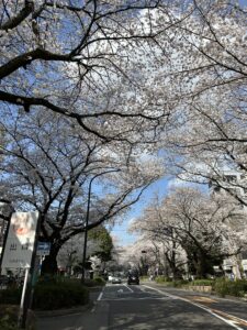桜まつりはすごかった
