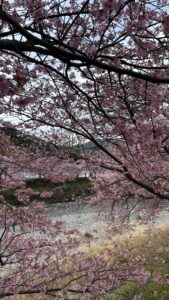 河津桜まつり